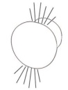 ROUND LED-Einbau Orientierungslicht Lumen: 5